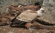 Eurasian griffon vulture (Gyps fulvus) nest 