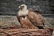 Eurasian griffon vulture (Gyps fulvus) nest 