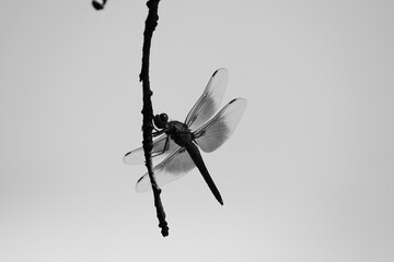 Wall Mural - Dragonfly on limb in minimalism style  black and white, Texas nature.