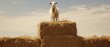 An amusing shot of a goat standing on top of a pile of hay, seemingly posing for a 'goat fashion' photoshoot. Generative AI. 