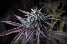 Marijuana Cannabis Purple Weed Plant