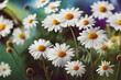 Ravishing wide view scenery of nature background, closeup blooming white daisy bouquet with realistic detail and delicate petals in meadow field during springtime illustration by Generative AI.