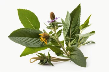 Poster - detailed view of a blooming plant with vibrant leaves and flowers. generative ai