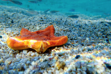 Wall Mural - Placenta biscuit starfish, Underwater image into the Mediterranean Sea - (Sphaerodiscus placenta)