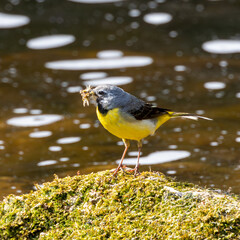 Wall Mural - Grey wagtail standing on a rock.Mouthful of flies.