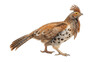 Ruffed Grouse bird isolated on transparent background created with generative AI technology