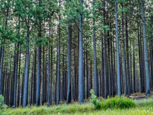 Pine Tree Forest On Panorama Route, Mpumalanga, South Africa