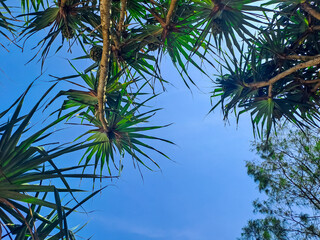 Pandanus tectorius tree under clear blue sky. Tropical beach vegetation