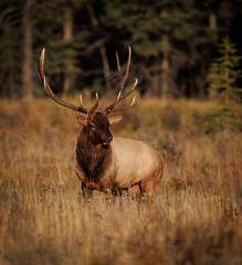 Poster - Bull Elk in the Canadian Rockies