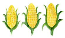 Cute Hand Drawn Watercolor Fresh Yellow Corns With Green Twigs Set. Bright Painting Illustration Of Tasty Vegetables For Kitchen Textile Design, Logo, Sticker, Market Advertising