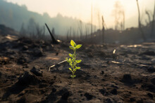 After Wildfire, Green Plant Rising From Ashes