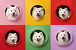 Cute white samoyed happily looks out of round window. Set of realistic illustrations with dogs. Red, green, yellow, lilac concrete wall. Concept of pet care, joy, happiness, friendship. Generative Ai