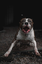 American Staffordshire Terrier, Pitbull Dog Barking, Intimidating, Snarling