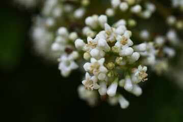 Wall Mural - Sweet viburnum flowers.Viburnaceae evergreen tree. Many small white flowers bloom in early summer, and berries ripen red in autumn. Trees are used as hedges.