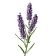 Lavender flower isolated on background with Generative AI