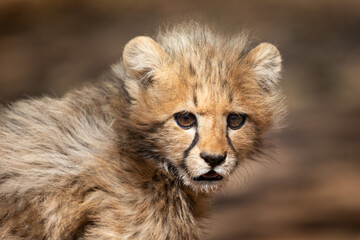 cheetah cub in africa for safari dream