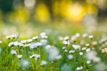 Wall Mural - Abstract soft focus daisy meadow landscape. Beautiful grass bloom fresh green sunshine foliage. Tranquil spring summer nature closeup and blurred forest field background. Idyllic nature, happy flowers