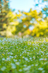 Wall Mural - abstract soft focus daisy meadow landscape. beautiful grass bloom fresh green sunshine foliage. tran