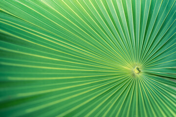 beautiful abstract nature background, fresh green palm leaves, sunshine blurred lush foliage. natura