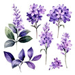 Set of Purple Botanical Watercolor