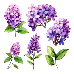  Set of Purple Botanical Watercolor