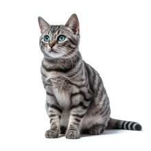 Cat Images _ Pet Image _ Animal Images _ Indian Animal Images _ Cat In Isolated White Background 