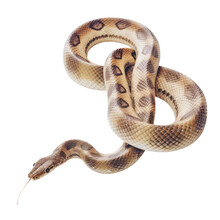 Snake Isolated On Transparent Background Cutout
