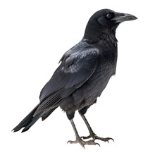 Crow Isolated On Transparent Background Cutout