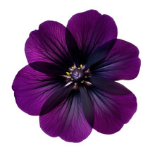 Purple Flower Isolated On Transparent Background Cutout