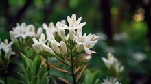 White Tuberose Flowers In The Garden. Generative AI