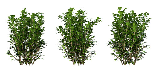 Wall Mural - ligustrum ovalifolium plant on transparent background, garden design, outdoor plants, 3d render illu