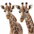 Giraffe (Giraffa), genus of mammals, order Even-toed ungulates, white background, AI generated