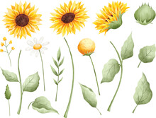 Watercolor Illustration Set Of Beautiful Sunflower And Leaves