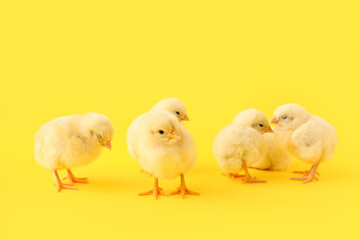 Wall Mural - Cute little chicks on yellow background