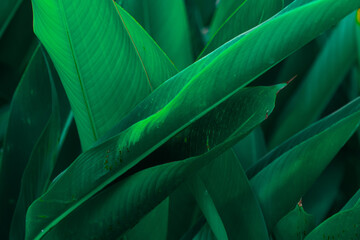 Large dark green leaves background with dark contrast. Dark green nature background. Cover photo of nature, environment