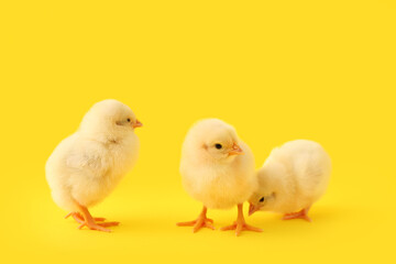Wall Mural - Cute little chicks on yellow background