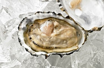  Icy Delicacy: Captivating Close-Up of Fresh Raw Oysters in Shell, Chilled on a Bed of Ice, in 4K Resolution