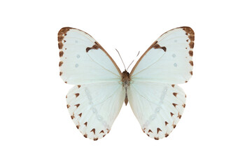 Sticker - neotropical butterfly (morpho catenaria) isolated on white background