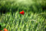 Fototapeta  - Czerwony kwiat maku polnego na tle zielonego zboża.