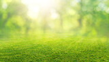 Fototapeta Perspektywa 3d - natural grass field background with blurred bokeh and trees in park