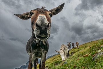 Wall Mural - Donkey head close-up in a prairie