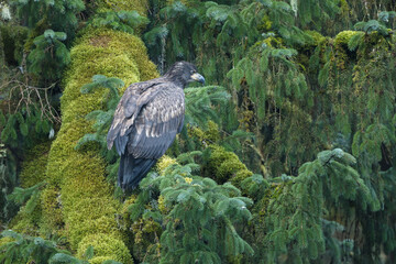 Wall Mural - juvenile bald eagle (haliaeetus leucocephalus) perched on moss covered branch of tree in the rain fo