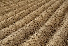Furrows Row Pattern In A Plowed Field Prepared For Planting Crops In Spring. Horizontal View In Perspective