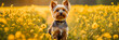 Flower Filled Landscape: Adorable Yorkshire Terrier Enjoys Nature's Beauty