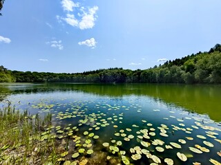 Wall Mural - lake in the park