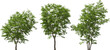 julian hackberry tree plants hq arch viz cutout