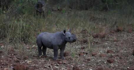 Wall Mural - A small black rhino is resting in the forest