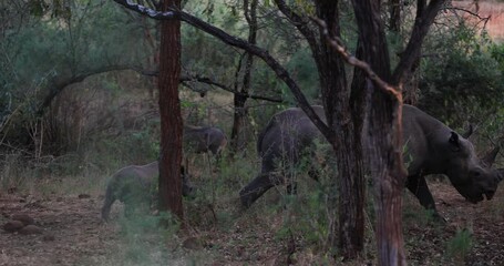 Wall Mural - A small black rhinoceros and his mother walk in the forest