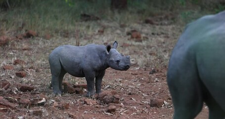 Wall Mural - A small black rhino is resting in the forest