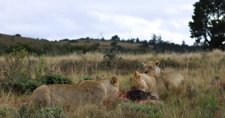 Wall Mural - lions eat a wildebeest in the savannah